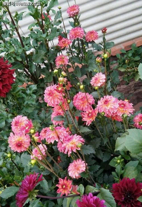 大丽花种植技巧