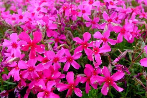 紫色花草的奇妙传说