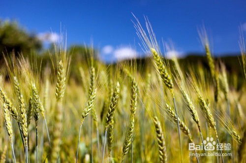 茶油种植前景与风险解析：揭秘茶叶产业新机遇