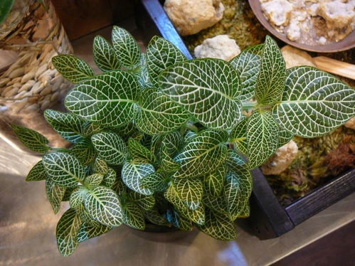 孔雀十六农药大揭秘：是什么药？特效在哪？