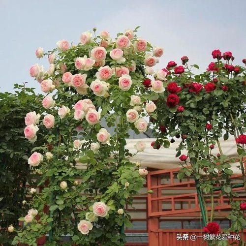 延长月季花的花期方法