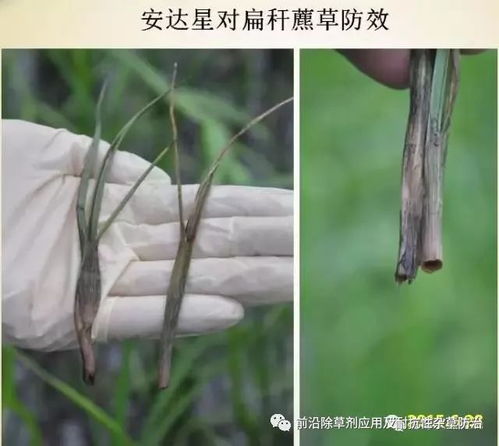 水葱成分的神秘面纱