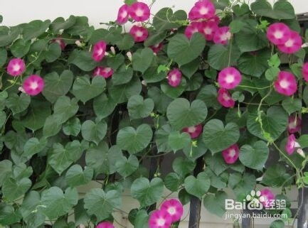 紫藤与牵牛花的遮阳选择