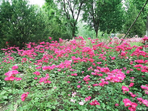 欧月品种：湖南夏天的挑战者