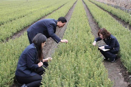 开头来点乱七八糟的介绍