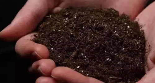 毒土的制作，杀虫geng彻底