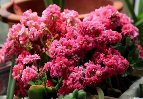 长寿花促花苞，秘诀是什么