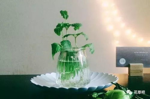水培薄荷如何调整光照、温度和营养液