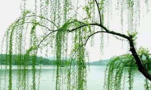 春风拂面 花团锦簇