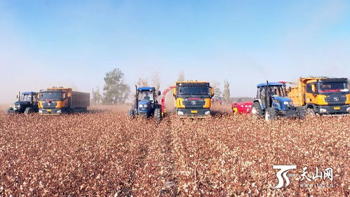 “残膜回收新助手，种植无忧更环保”