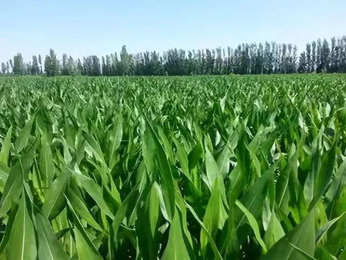 不当使用， 药害不可避免