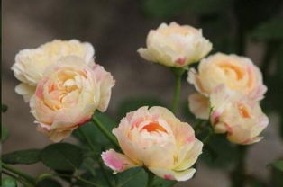 月季病了怎么办