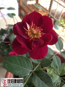 月季花的秘密时光