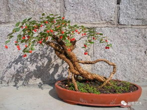 茶花盆景修剪：先剪枝干