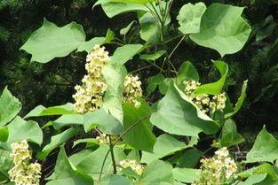 秋天播种梓树种子，霜冻是个大问题吗？