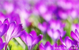 番红花怎么养才能活？养殖方法和注意事项有哪些