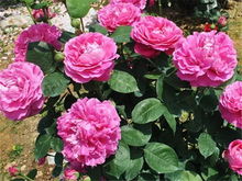 卡罗拉月季：切花经典，花朵硕大