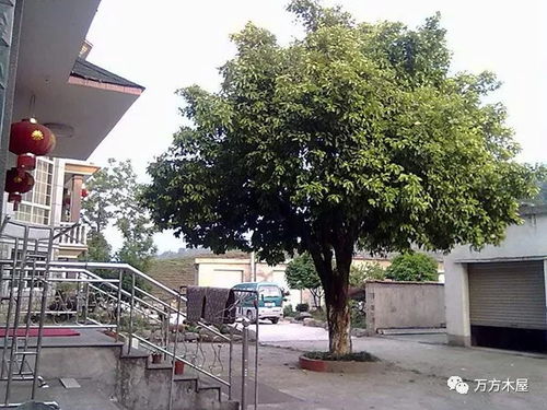 树木选择与种植