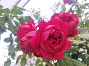 紫丁香：紫色梦幻，耐热耐晒