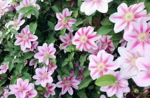 3. 铁线莲：耐寒的美丽花朵