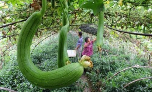 修剪原则，像理发师打层次