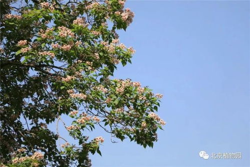 拓木树别名揭秘，独特花卉新宠！