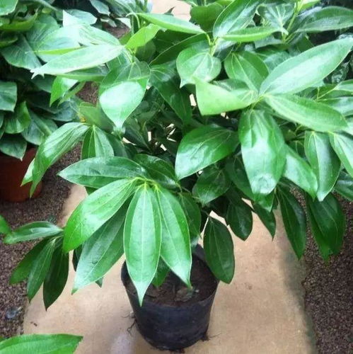 修剪：保持优雅的姿态