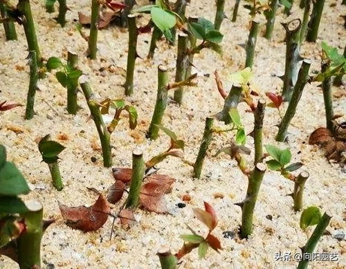 木本植物烂根怎么办？如何挽救植物的生命