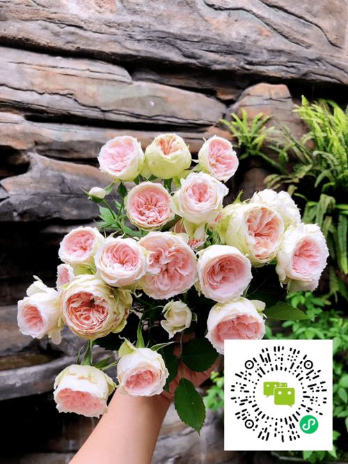 月季秋剪大揭秘：Zui佳时机及笋枝处理全攻略