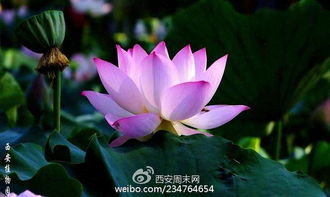 莲花的魅力，你了解多少？