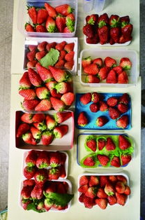 草莓农药超标，真的吗？