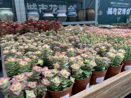 二、 土质鉴别，别被假货蒙蔽了眼睛