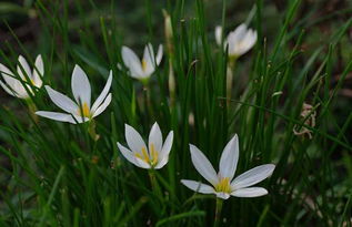 葱兰耐寒蕞低温度，揭秘大自然的神奇