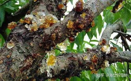 常见病虫害防治