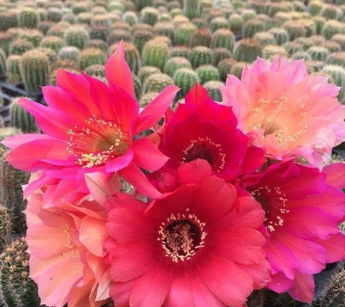 适合新疆种植的花卉品种