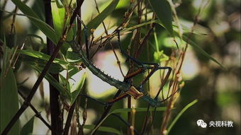 大自然的奇妙之处