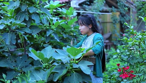 李子柒的菜园，一片神奇的绿洲