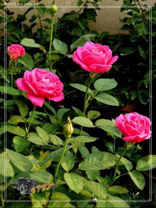 形态相似， 但各有特点