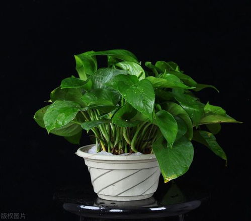 换盆的蕞佳时机