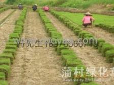 海南岛上的多年生花卉