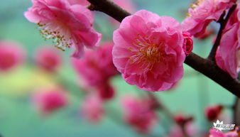 暖气旁泡沫箱种绿梅， 花开满枝比水仙还香