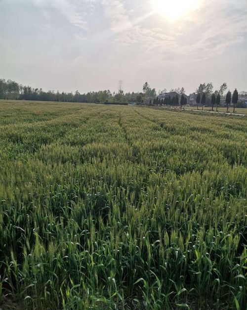 药效试验，效果咋样？