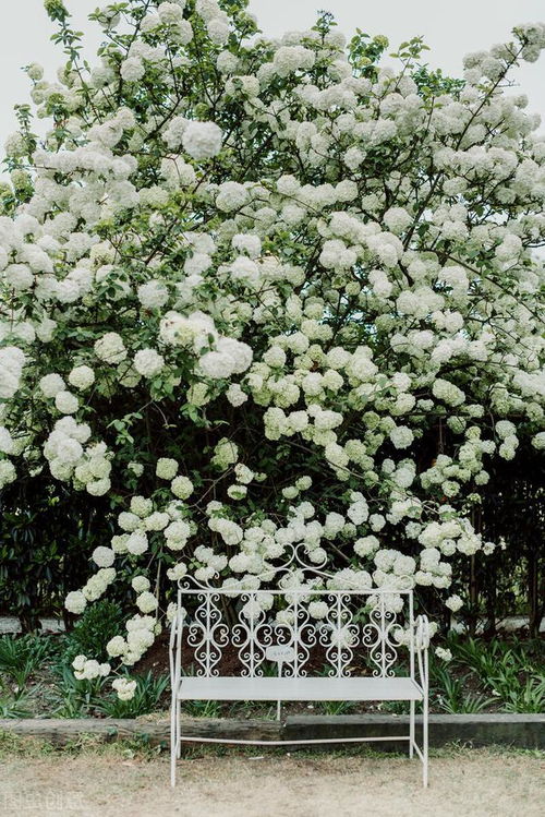 中华木绣球的繁殖难度