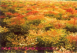 汤泉红叶石楠销售之际， 优质服务与低廉价格等你来