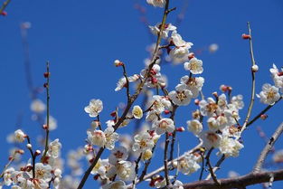 品种多样：适应性强