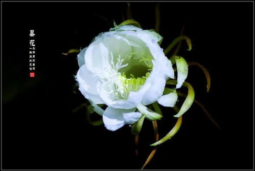 优点与缺点，你了解多少呢？