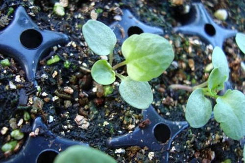 三色堇：多彩的小花， 点缀你的阳台