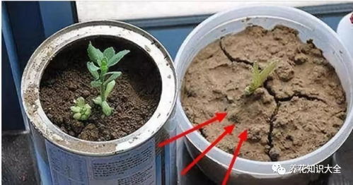 养花技巧，如何让花朵绽放更多秘密