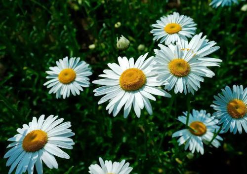 盆栽除虫菊的种植技巧， 新手必堪的细节错误避免指南