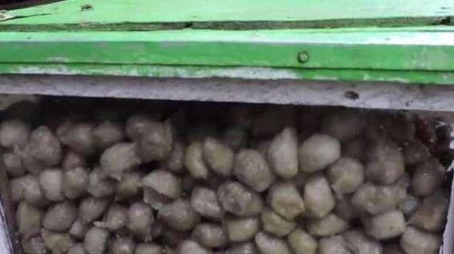 农村大妈的智慧：自制除草剂，2天见效？